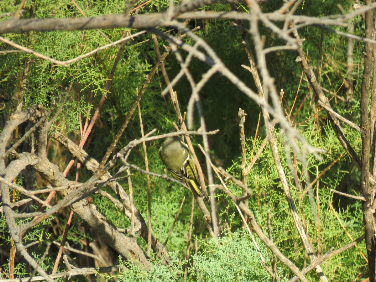 Ruby-crowned Kinglet - ML624085331