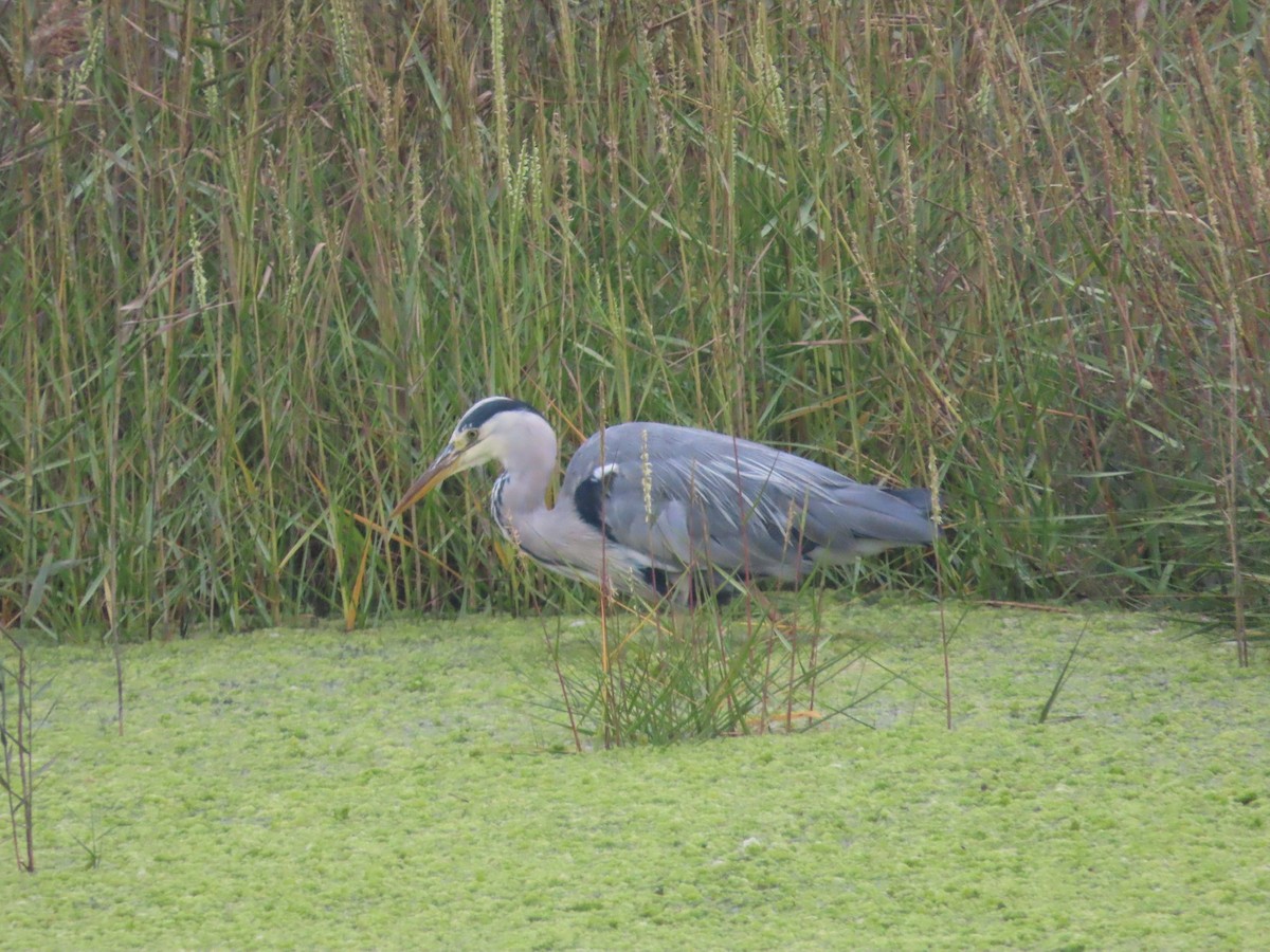 Gray Heron - ML624085333