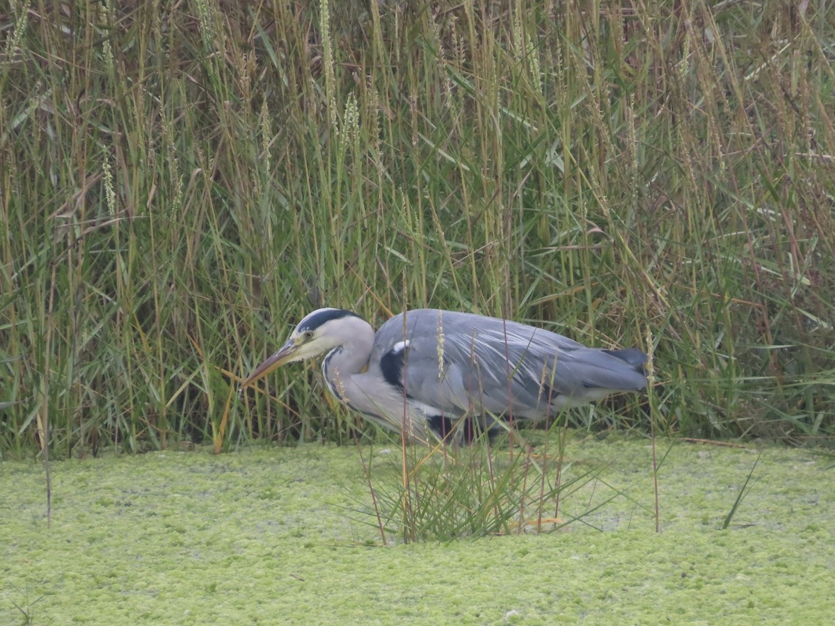 Gray Heron - ML624085334