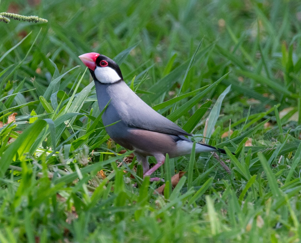 Java Sparrow - ML624085351