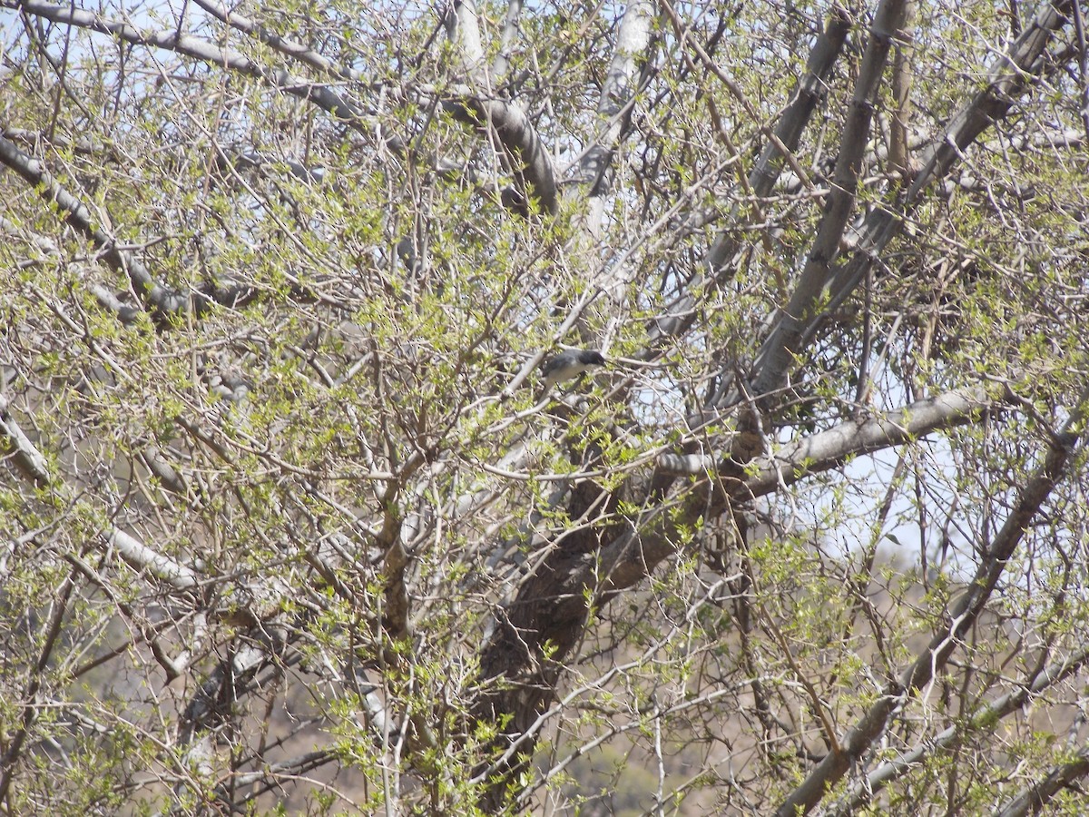 Black-capped Warbling Finch - ML624085365