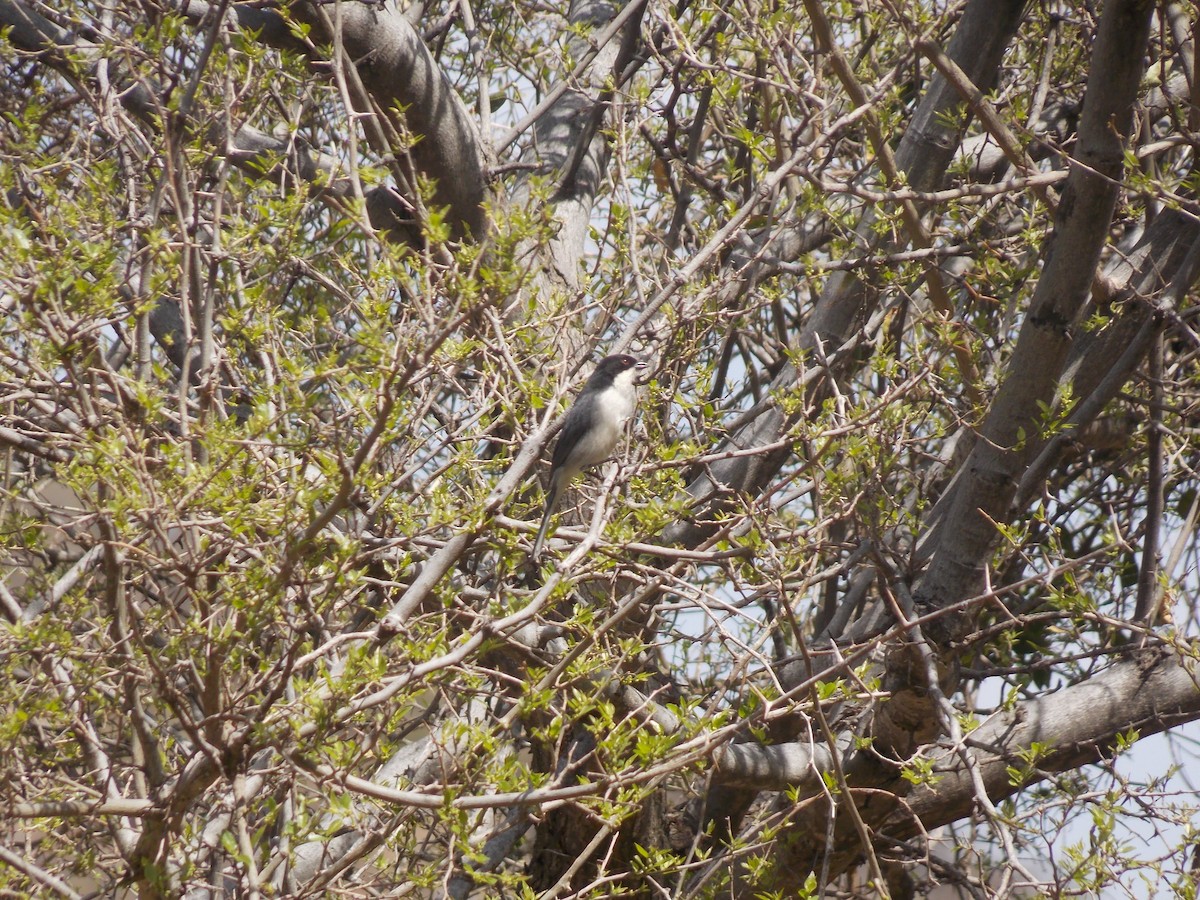 Black-capped Warbling Finch - ML624085367