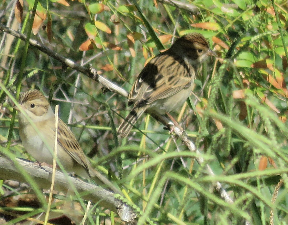 Clay-colored Sparrow - ML624085369