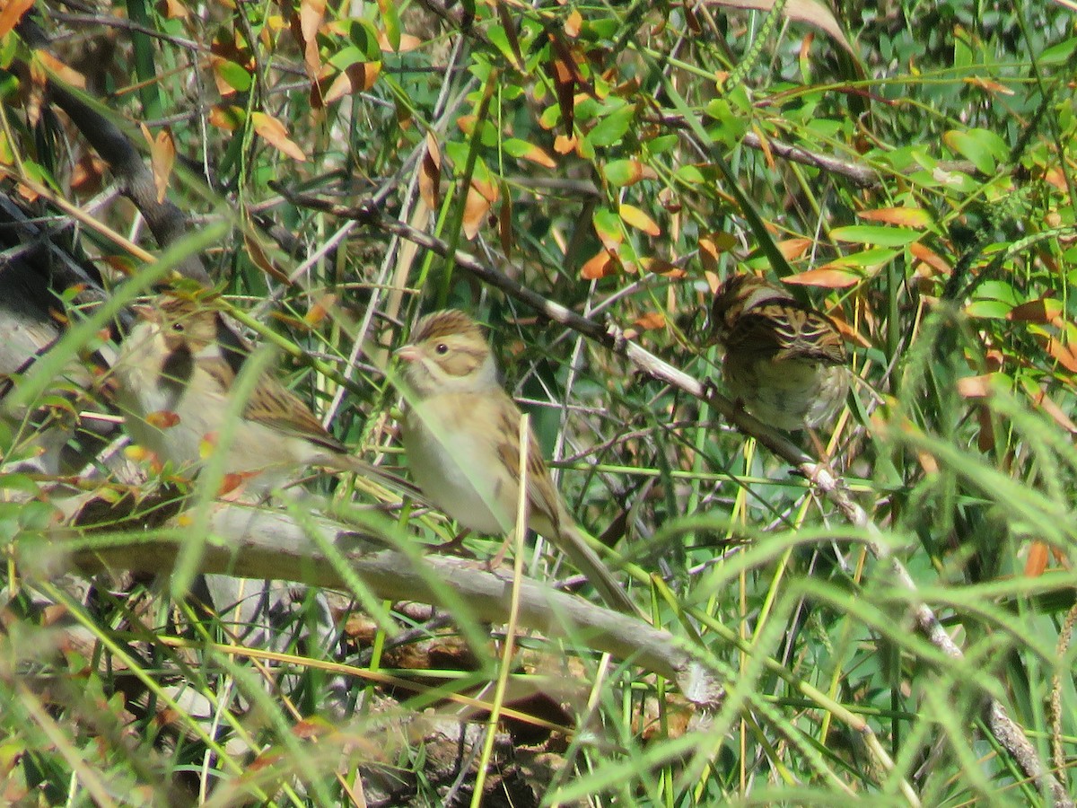 Clay-colored Sparrow - ML624085370