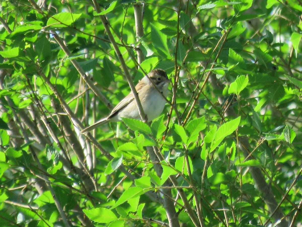 Clay-colored Sparrow - ML624085371