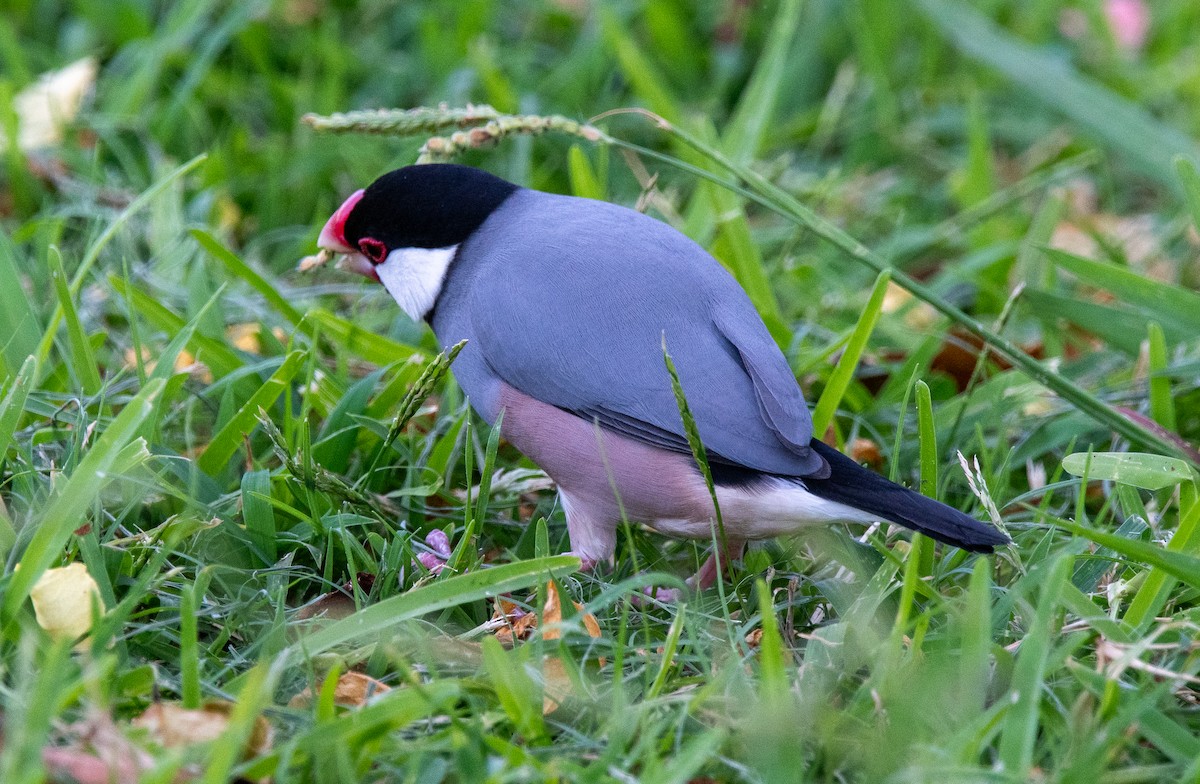 Java Sparrow - Debra Miyamoto