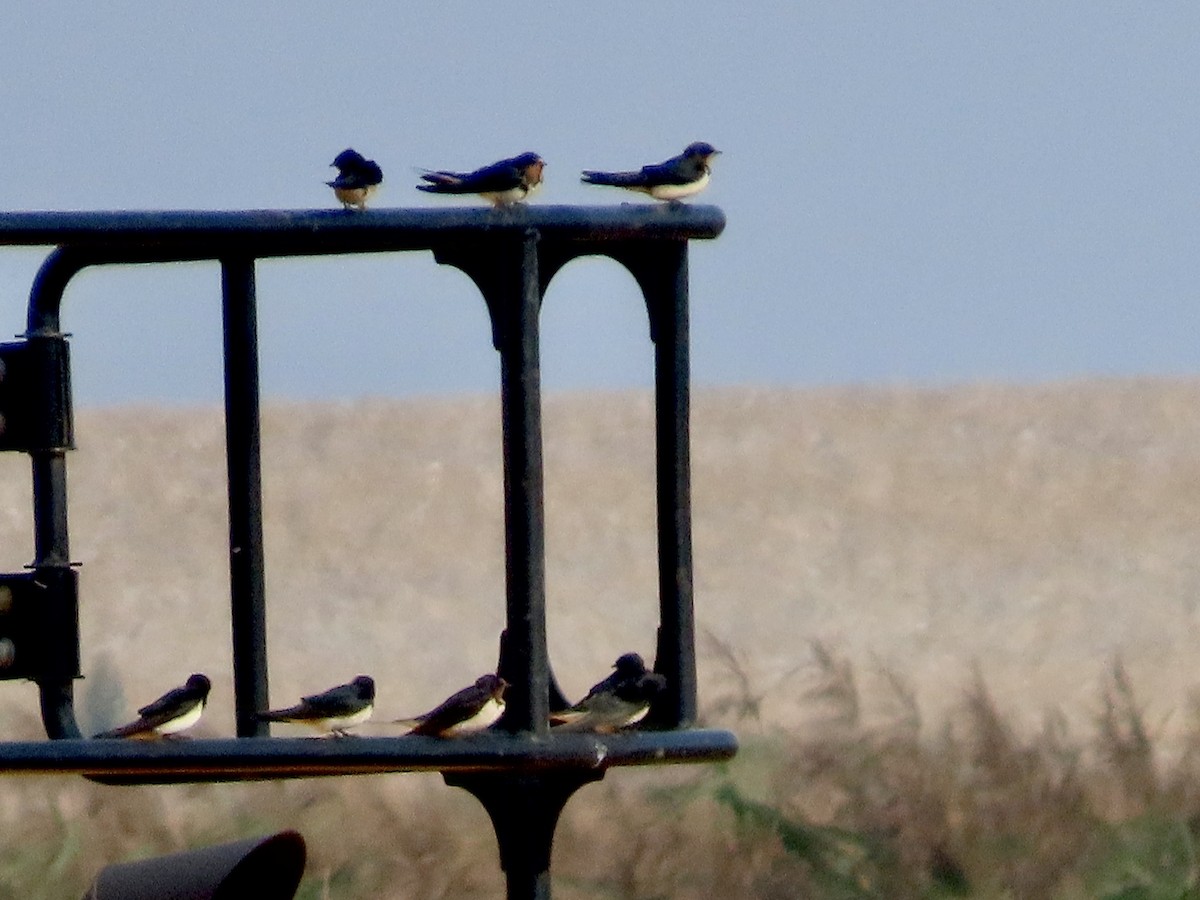 Barn Swallow - ML624085375