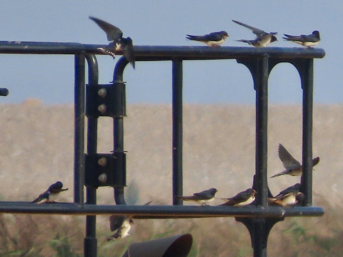 Barn Swallow - ML624085376