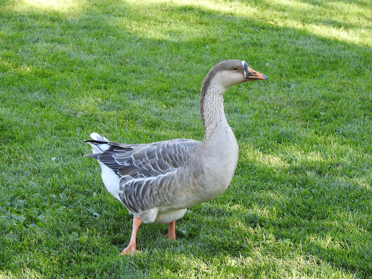 Graylag x Swan Goose (hybrid) - ML624085382