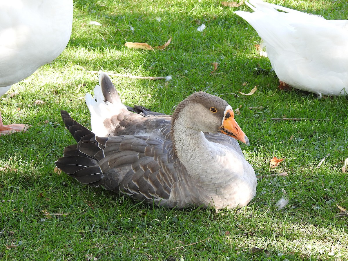 Graylag x Swan Goose (hybrid) - ML624085389