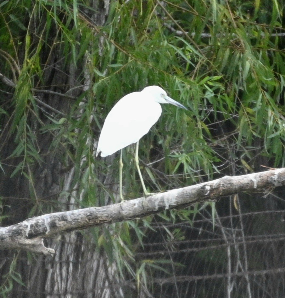 Little Blue Heron - ML624085394