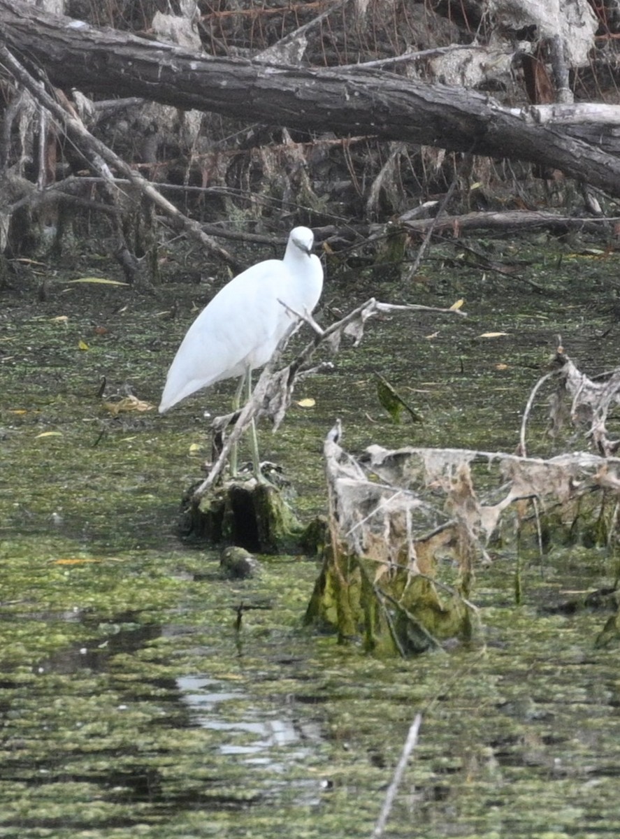 Little Blue Heron - ML624085395