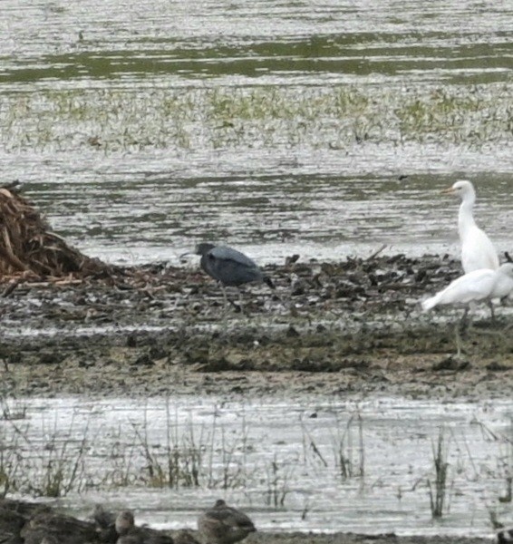 Little Blue Heron - Jim McDaniel