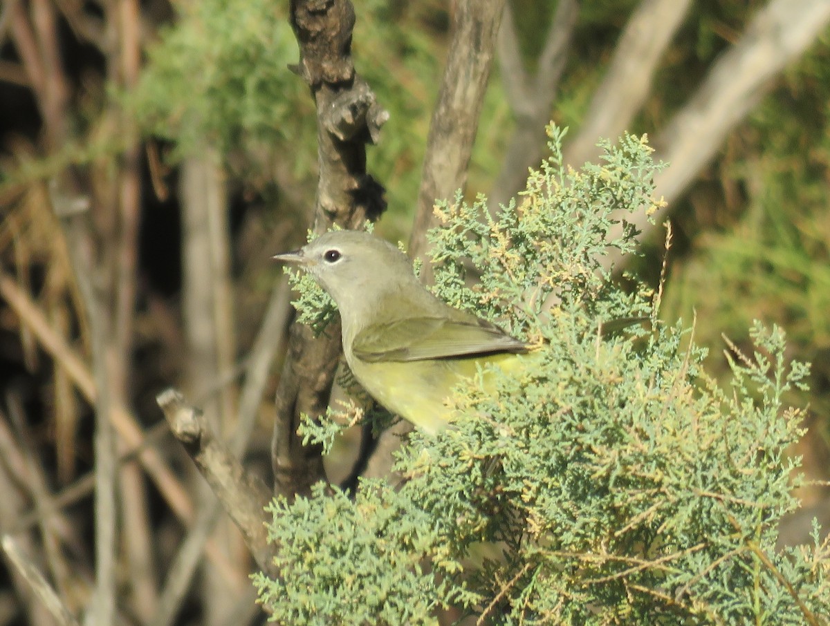 Orange-crowned Warbler - ML624085397