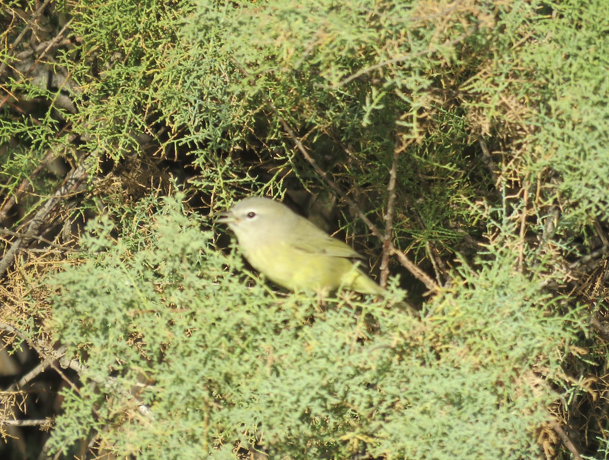 Orange-crowned Warbler - ML624085398