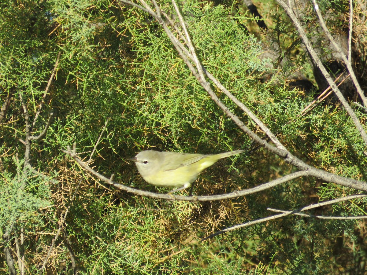 Orange-crowned Warbler - ML624085399