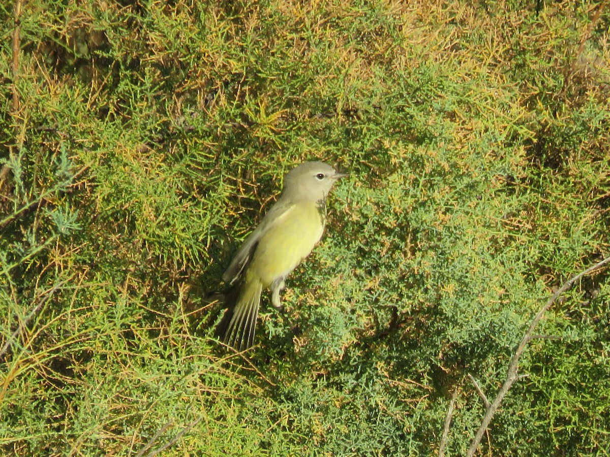 Orange-crowned Warbler - ML624085401