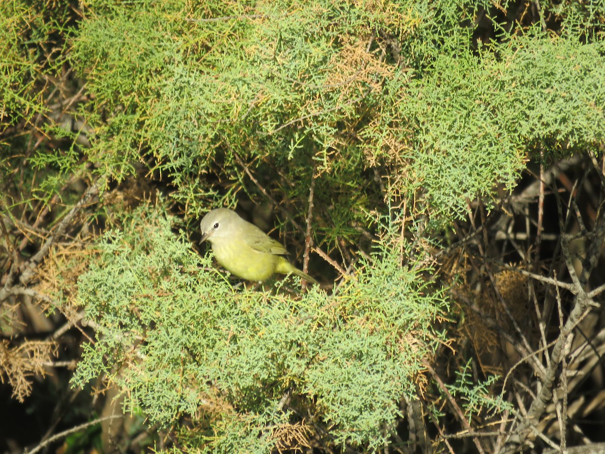 Orange-crowned Warbler - ML624085402