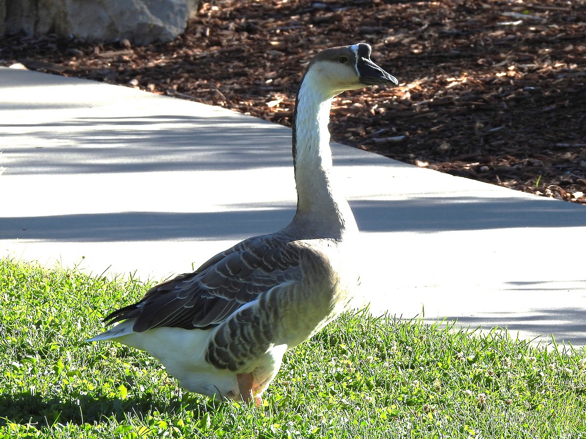 Domestic goose sp. (Domestic type) - ML624085406