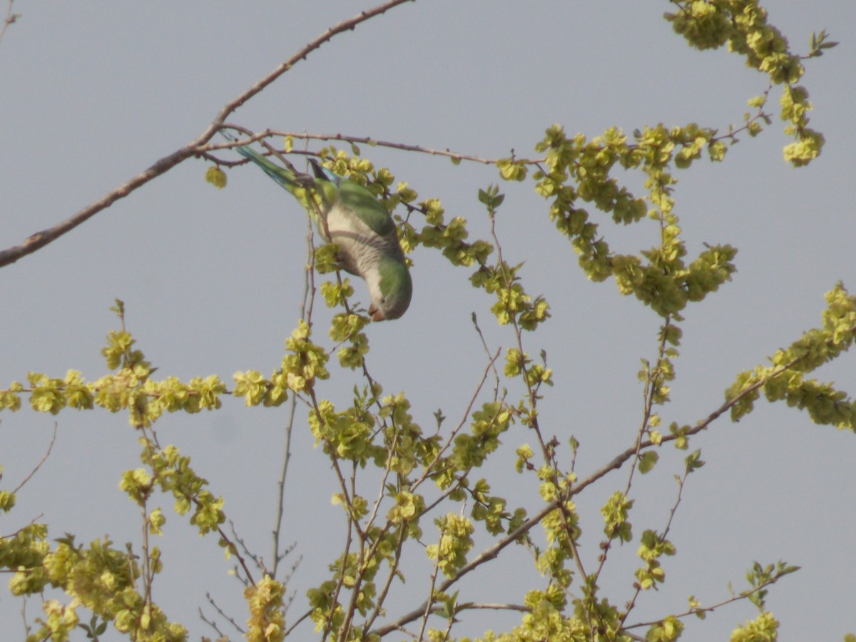 Monk Parakeet - ML624085408