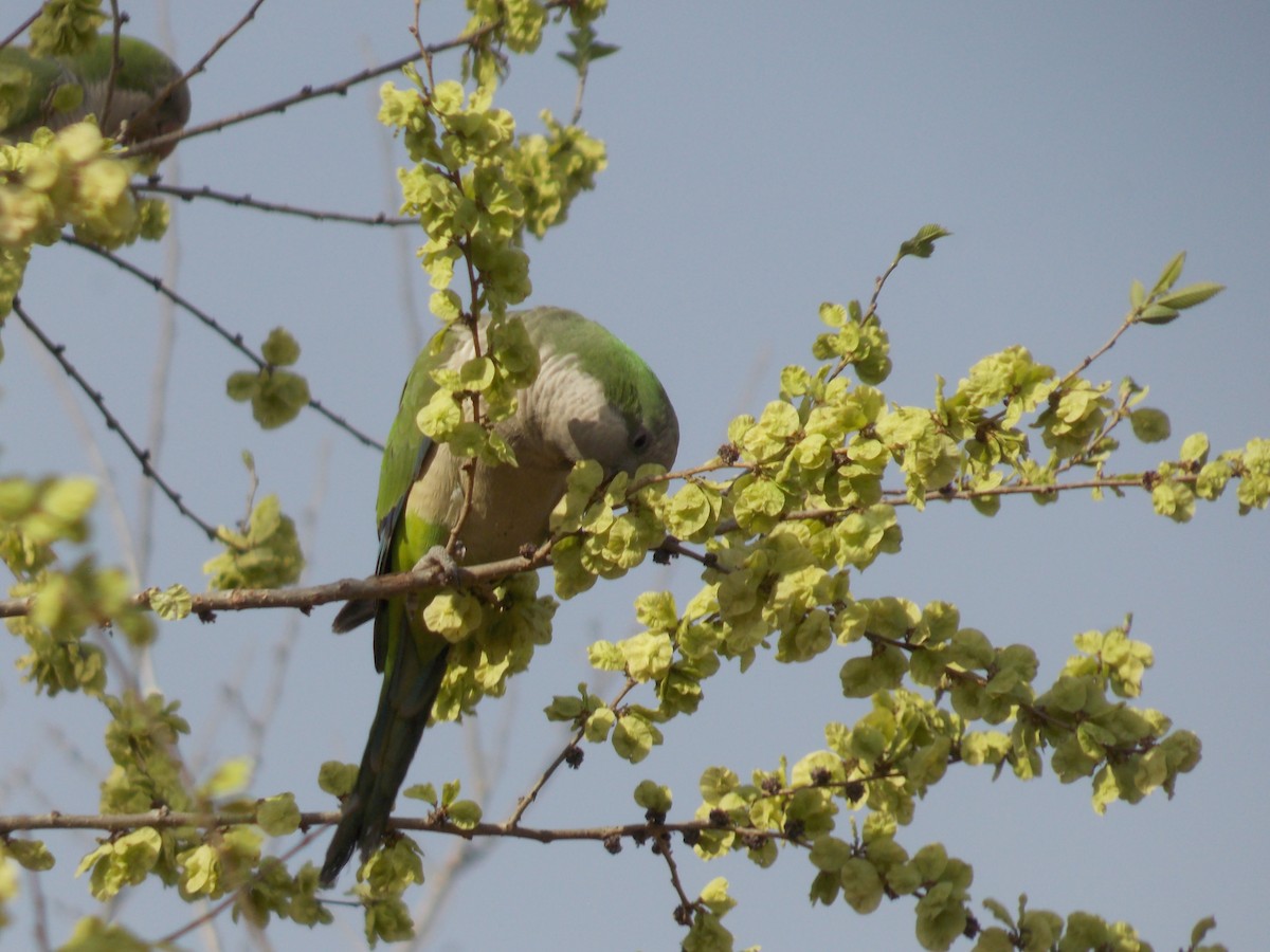 Monk Parakeet - ML624085410