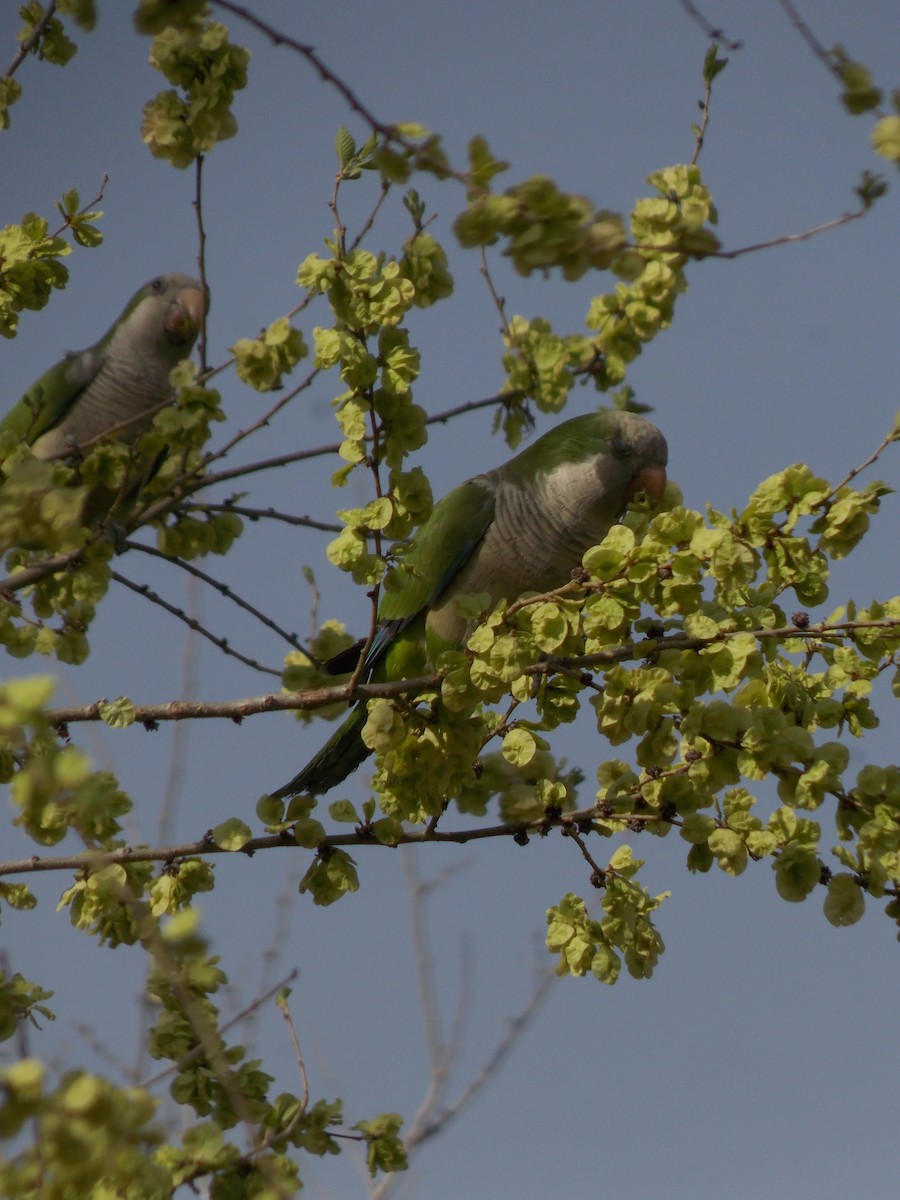 Monk Parakeet - ML624085411