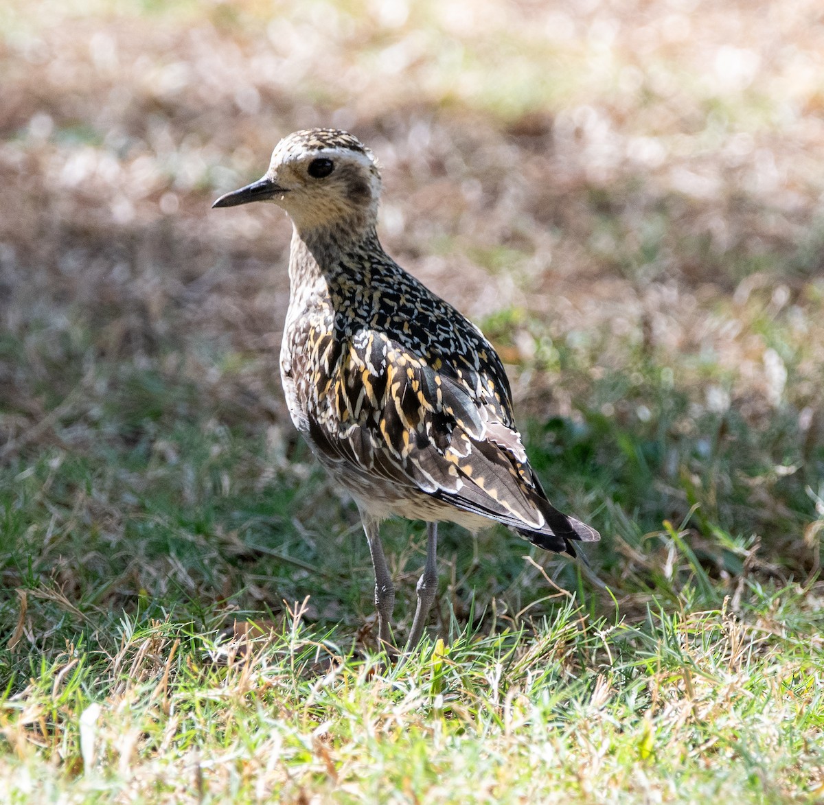 Chorlito Dorado Siberiano - ML624085419