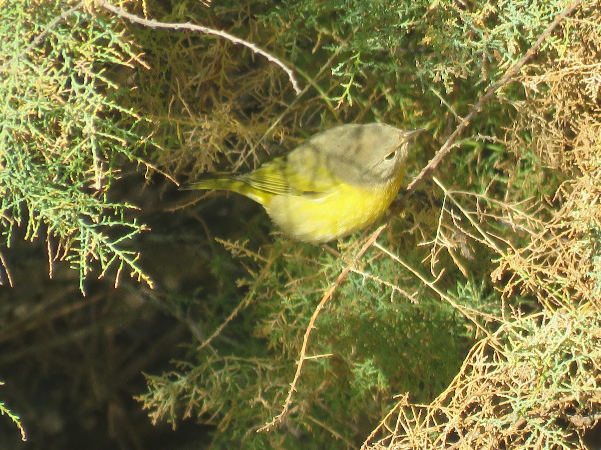 Nashville Warbler - ML624085422