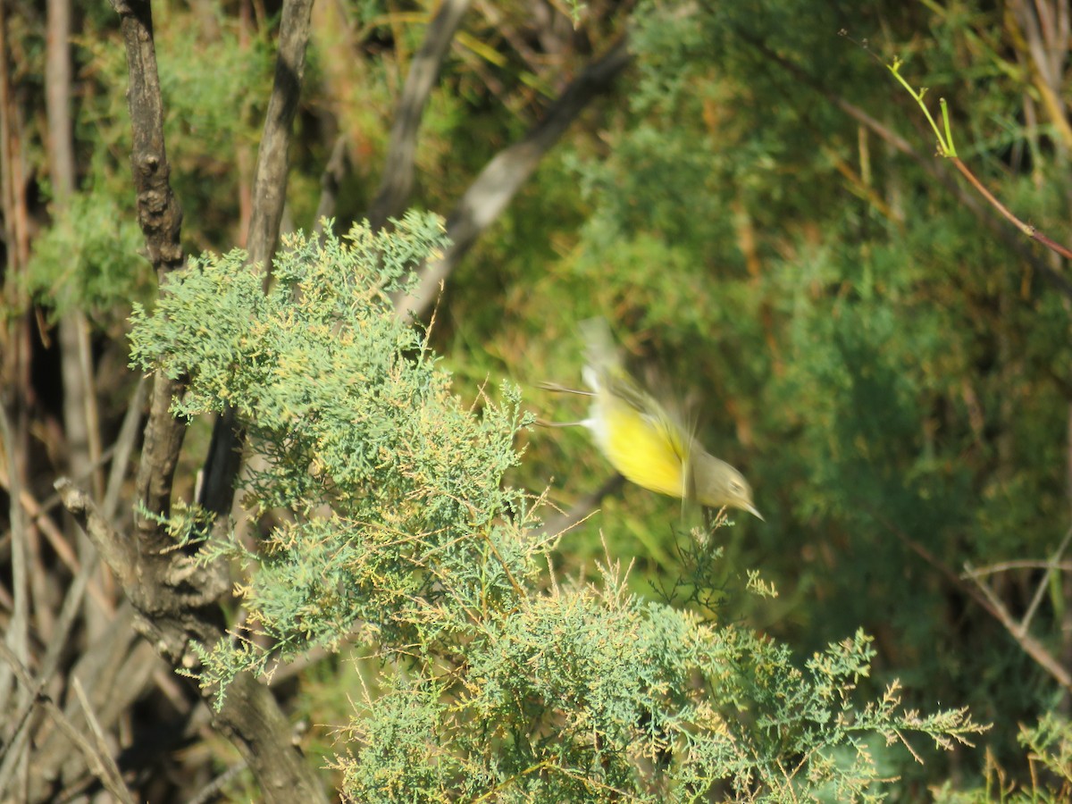 Nashville Warbler - ML624085424