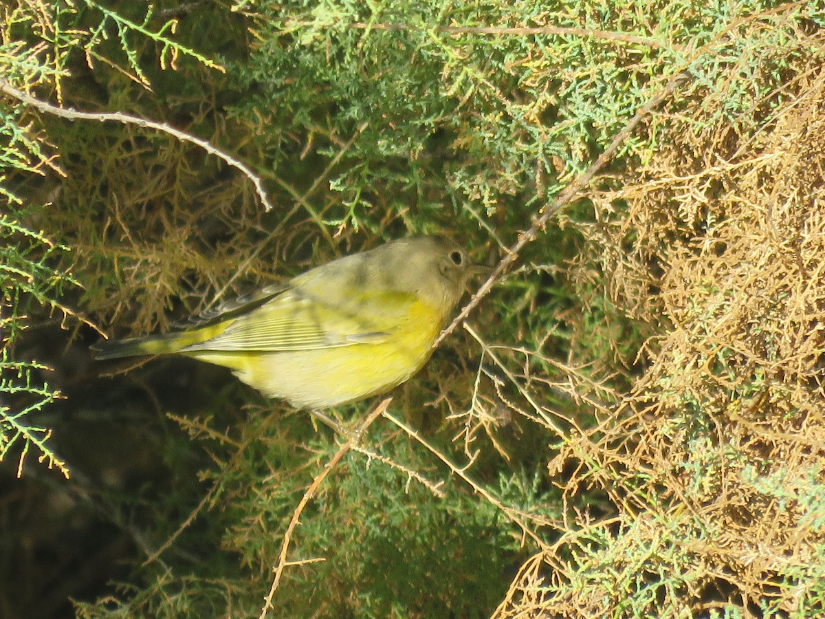 Nashville Warbler - ML624085425