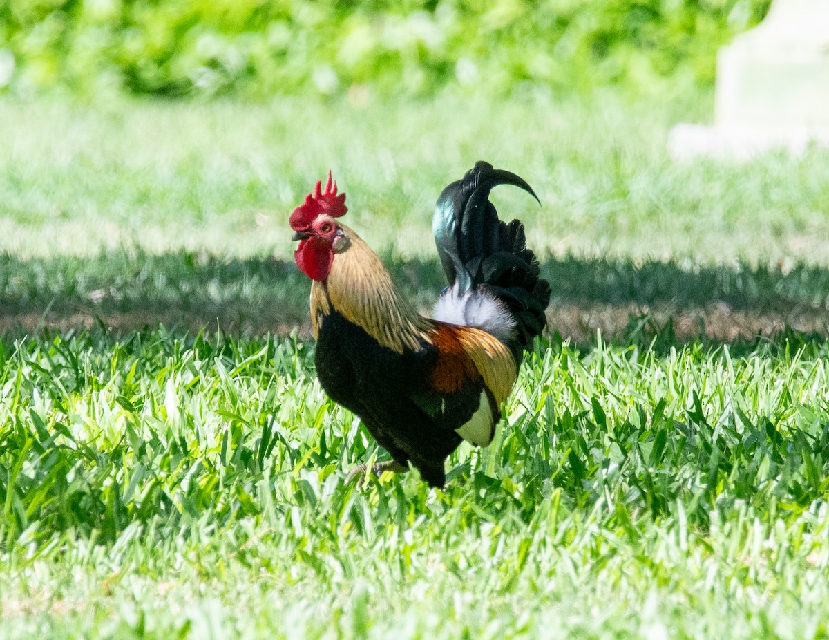 Red Junglefowl (Domestic type) - ML624085426