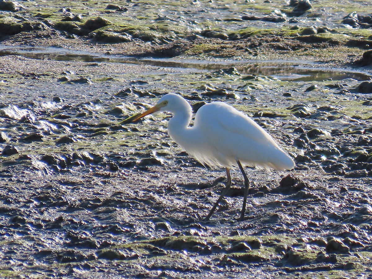 Plumed Egret - ML624085429