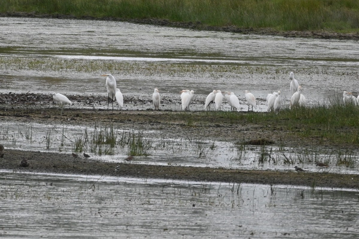 Western Cattle Egret - ML624085431