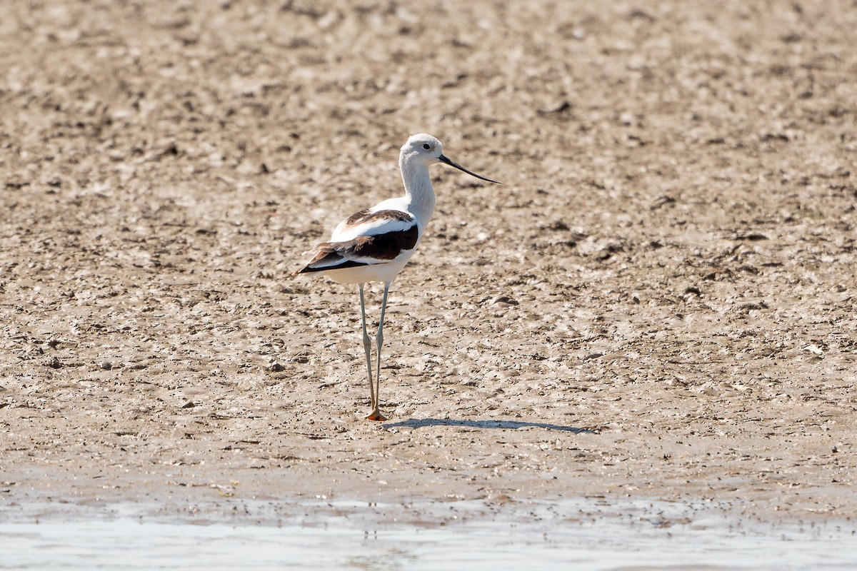 American Avocet - Tim Vellutini