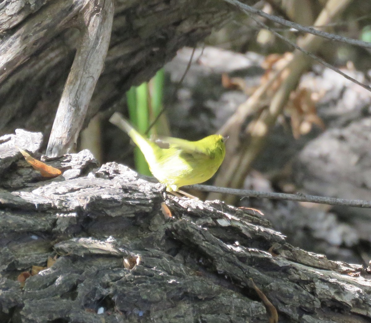 Wilson's Warbler - ML624085450