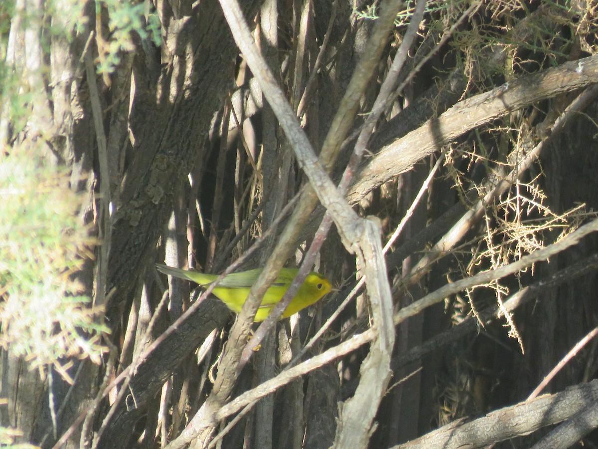 Wilson's Warbler - ML624085452