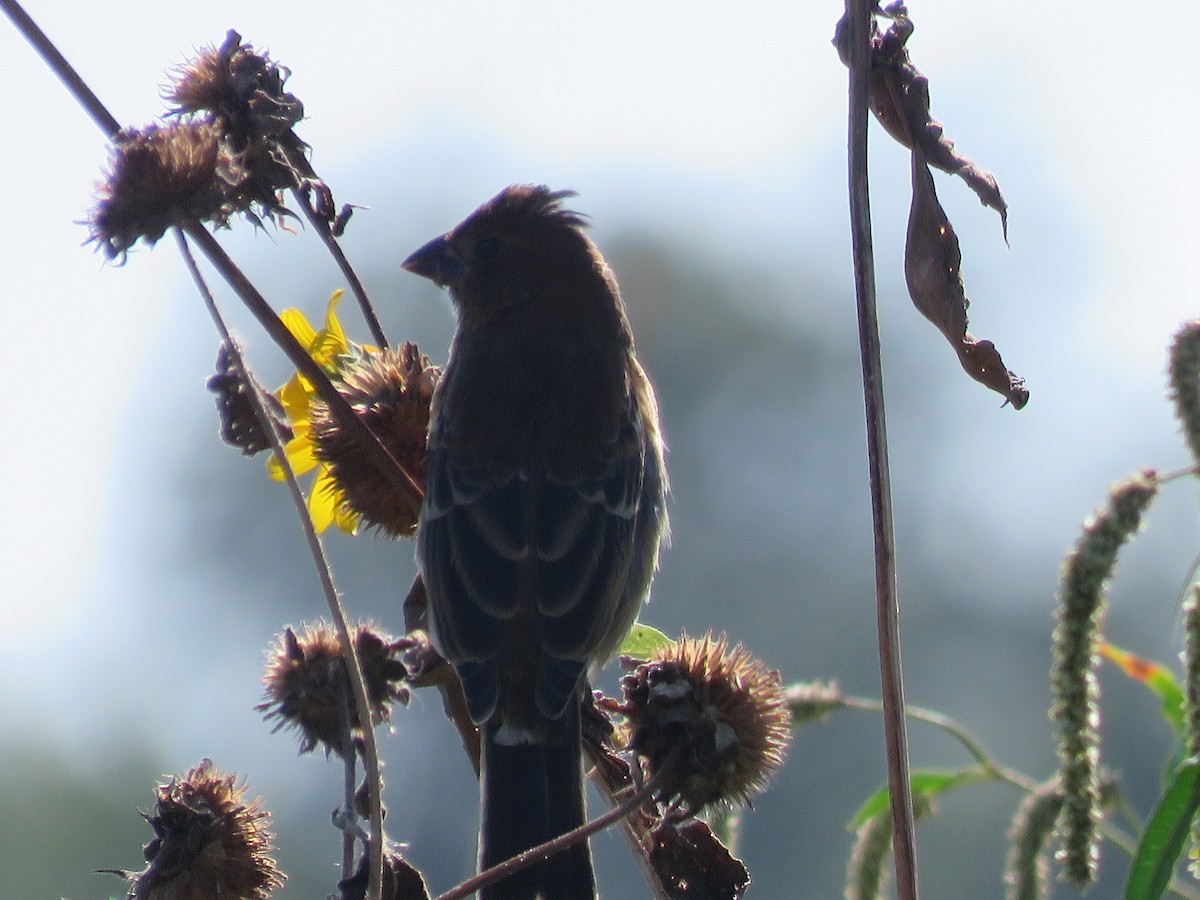 Blue Grosbeak - ML624085469