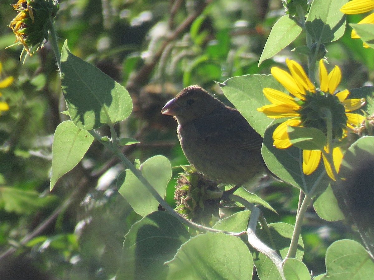 Blue Grosbeak - ML624085470