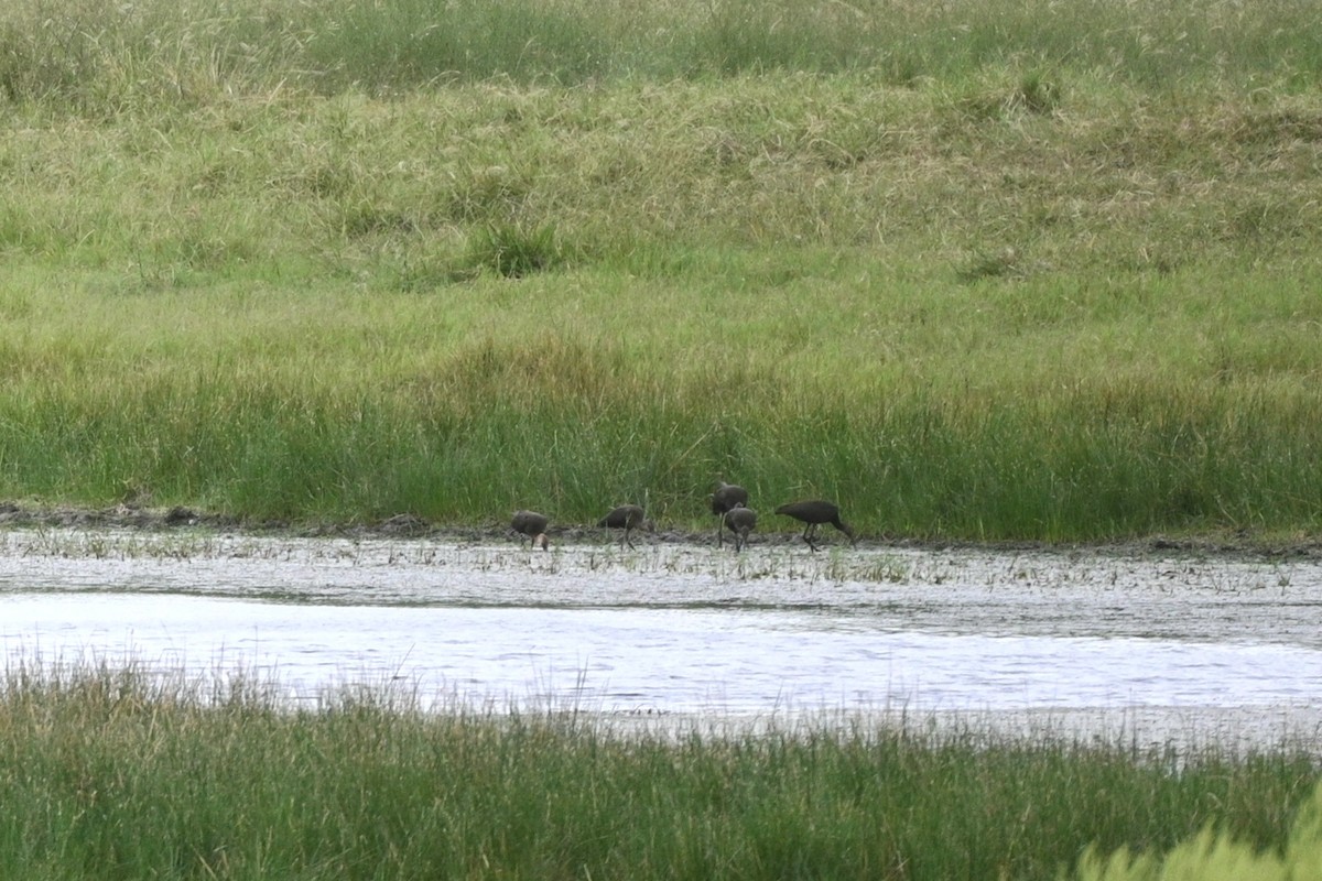 White-faced Ibis - ML624085480