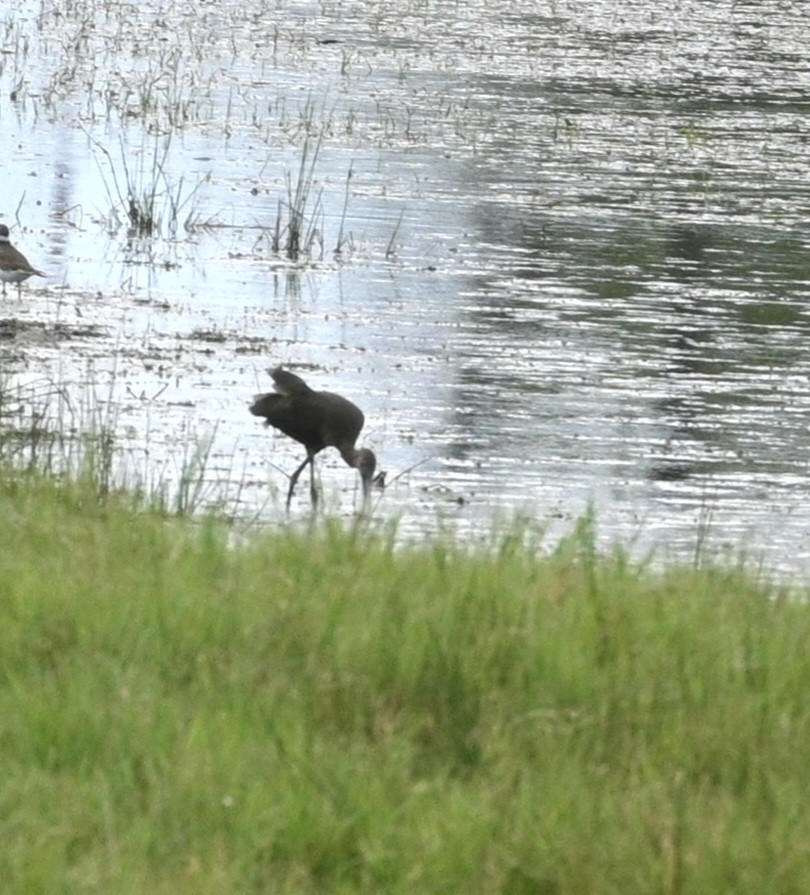 White-faced Ibis - ML624085481