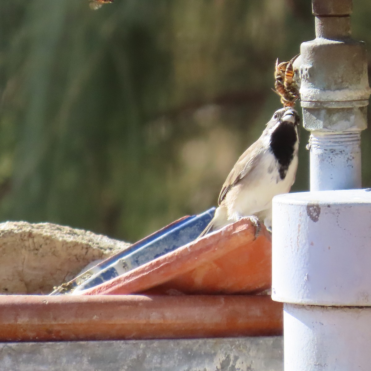 Black-throated Sparrow - ML624085500