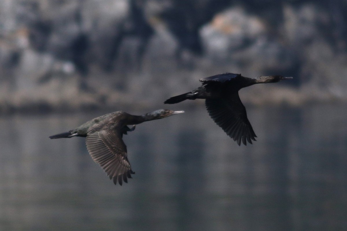 Pelagic Cormorant - David Bailey