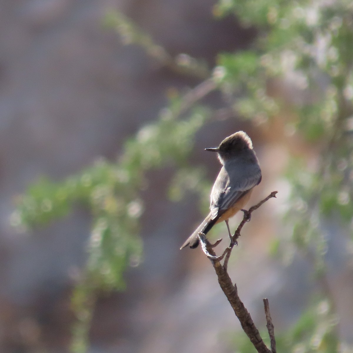 Say's Phoebe - ML624085521