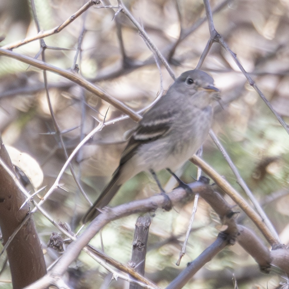 Gray Flycatcher - ML624085545