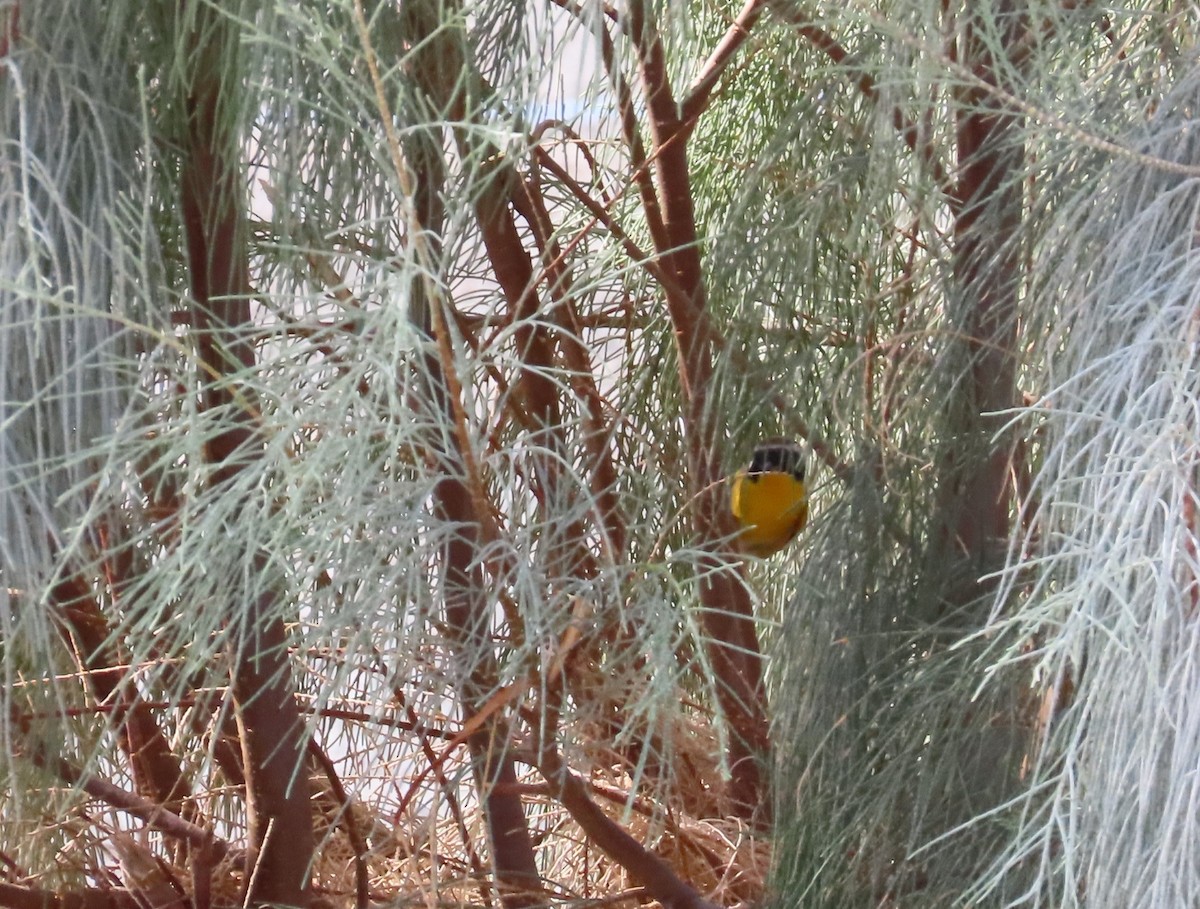 Common Yellowthroat - ML624085571