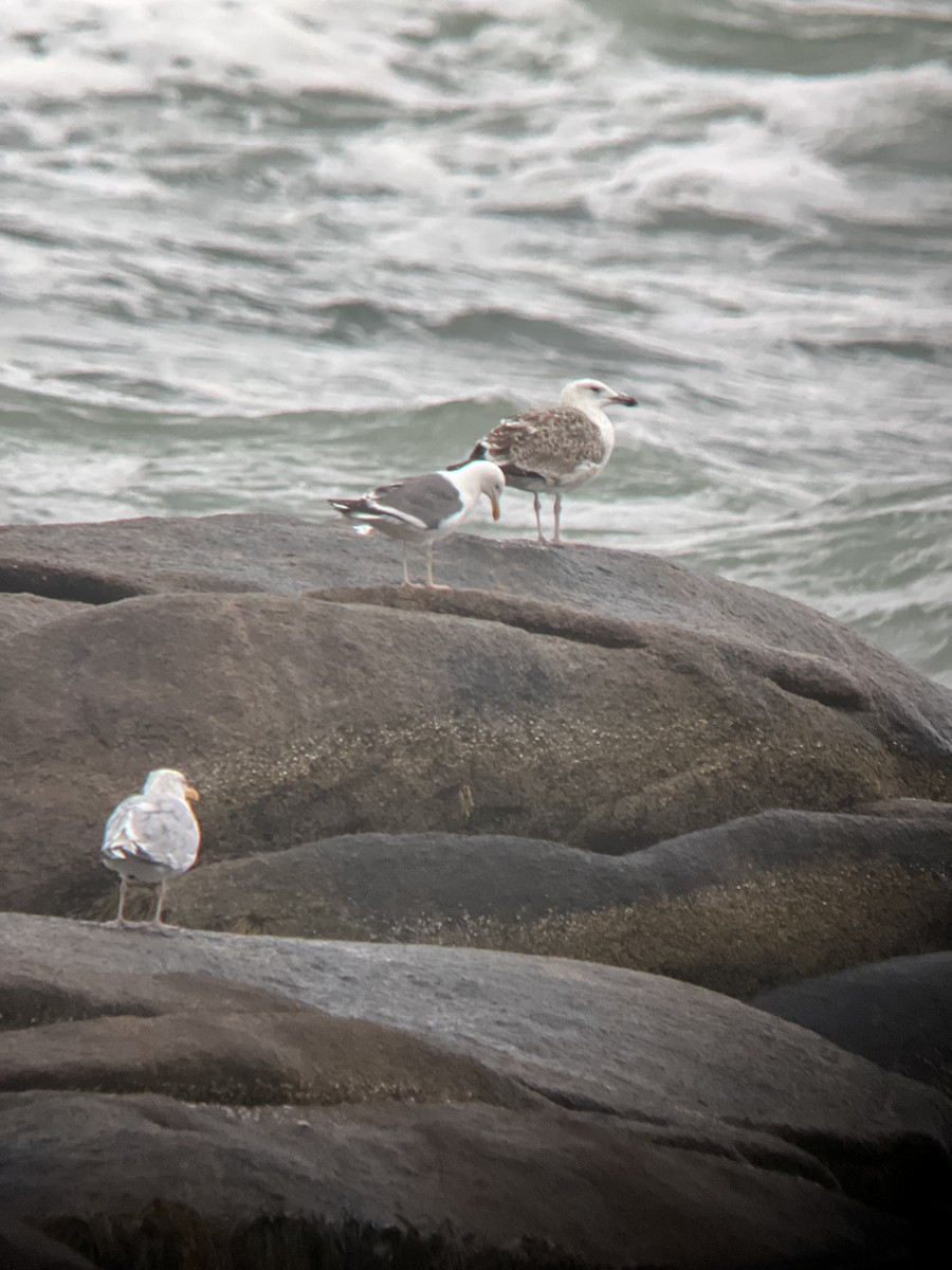 Herring x Lesser Black-backed Gull (hybrid) - Rick Heil