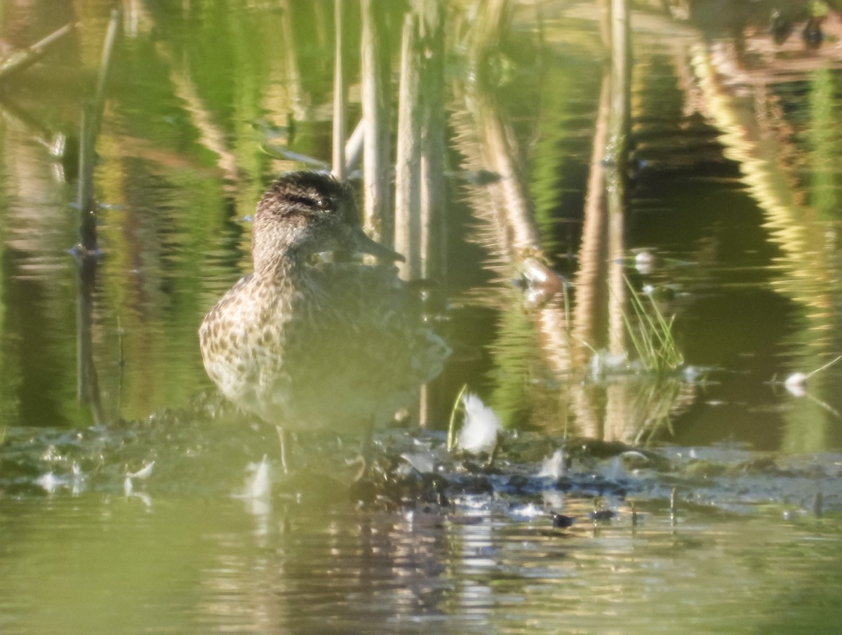 小水鴨(carolinensis) - ML624085578