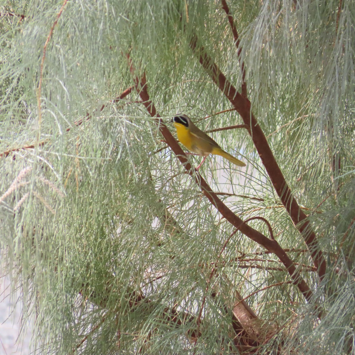 Common Yellowthroat - ML624085586