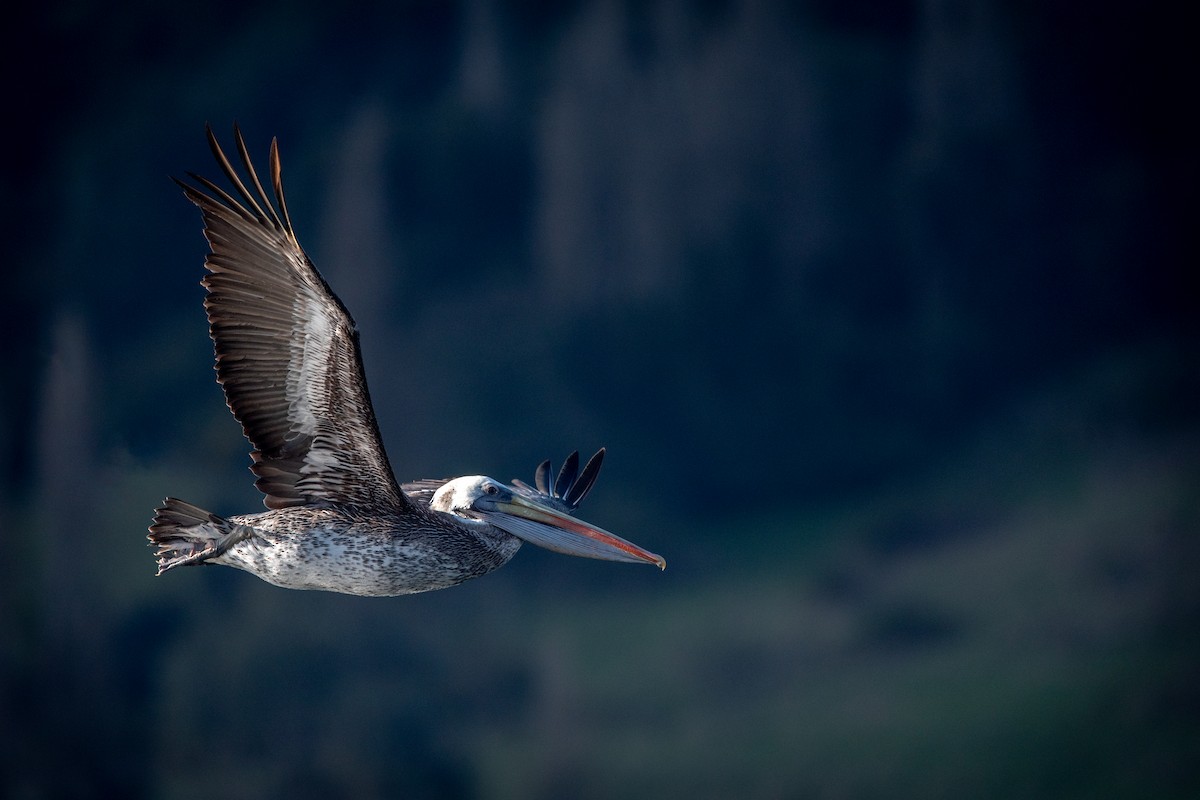 Peruvian Pelican - ML624085598