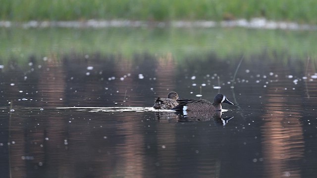 Blue-winged Teal - ML624085606